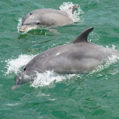 a dolphin swimming in a body of water
