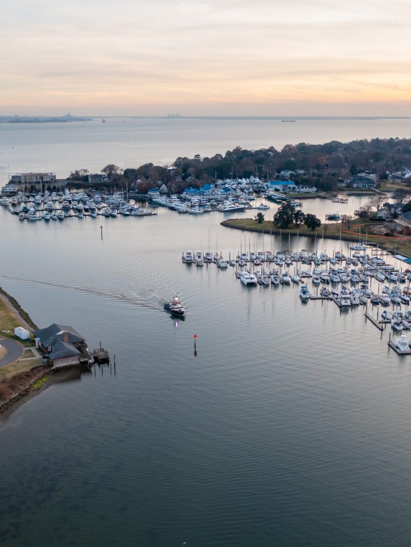 a flock of seagulls next to a body of water
